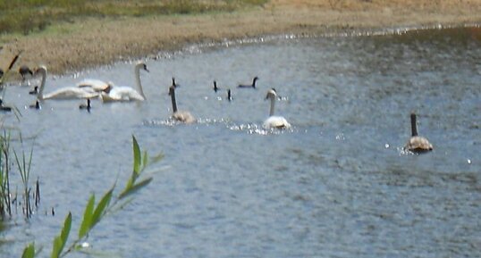 Canards et cygnes