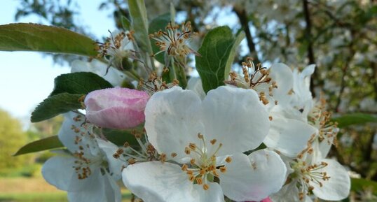 Fleurs de pommier sauvage.