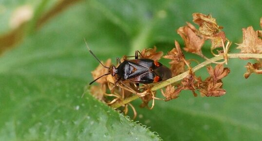 Deraeocoris ruber