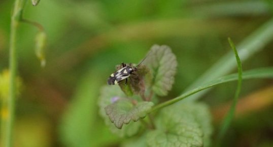 Grypocoris sexguttatus