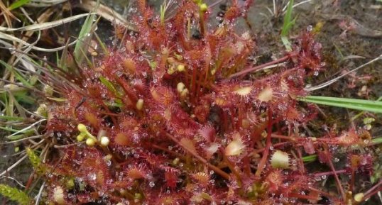 Drosera rossolis