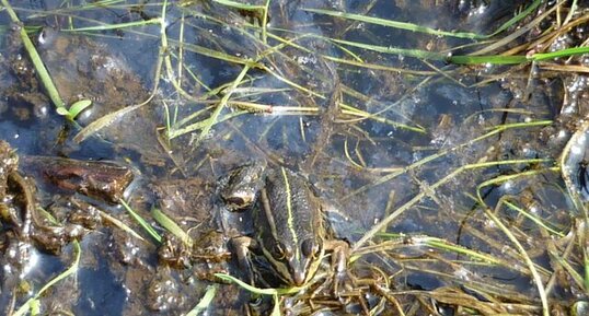 Grenouille Rainette (rana esculenta)