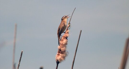 Phragmite des joncs, Acrocephalus schoenobaenus