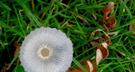 Champignon mycène, mais lequel ?