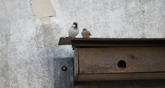 Petite parade d'un moineau mâle