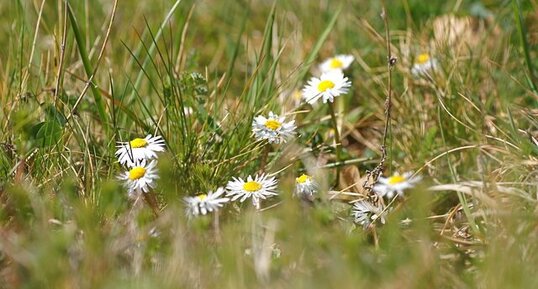 Pâquerettes annuelles