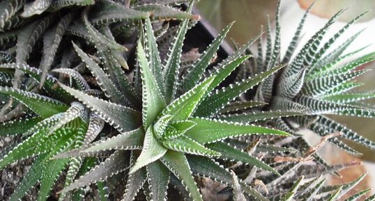 haworthia fasciata