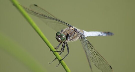 Orthetrum cancellatum - mâle