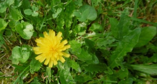 Porcinelle enracinée (hypochaeris radicata)