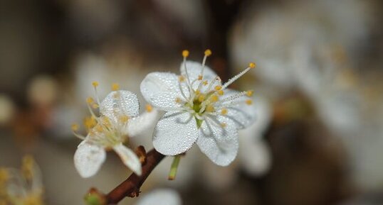 Fleur d'aubépine