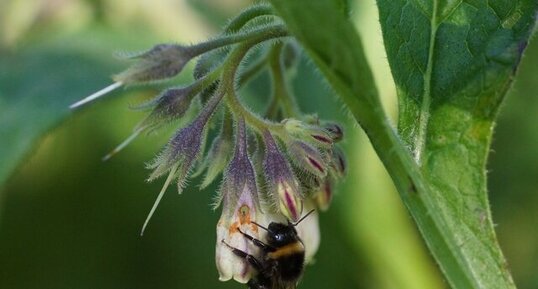 Bombus sp.