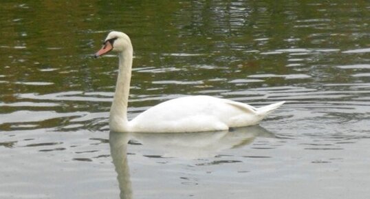 Cygne tuberculé