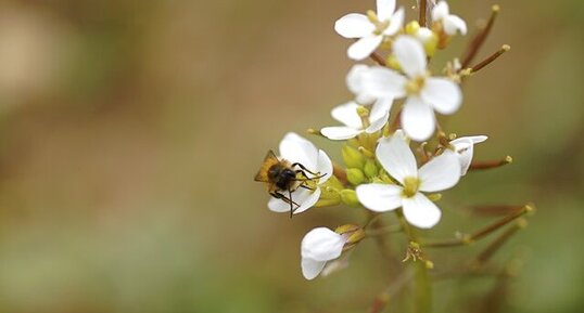 Bourdon solitaire