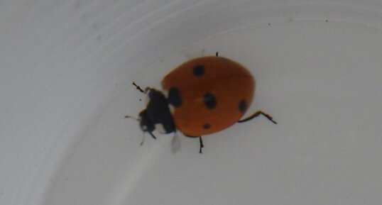 Coccinelle