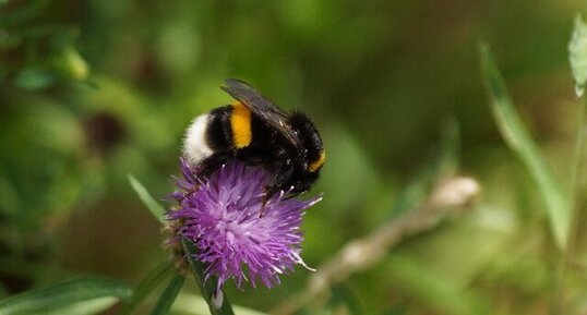 Bombus sp.