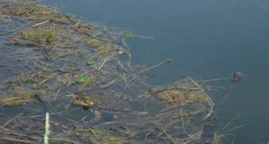 Grenouille rousse