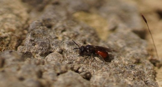 Sphecodes sp.