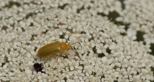 Cteniopus flavus