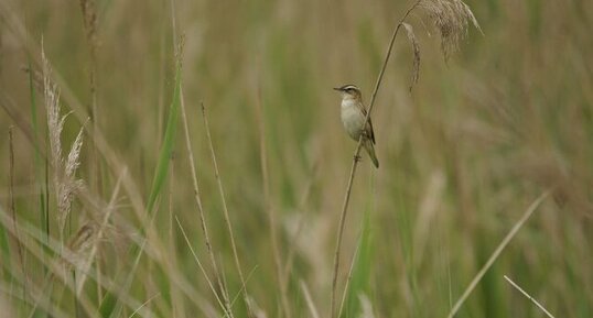 Phragmite des joncs