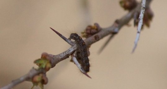 Chenille processionnaire