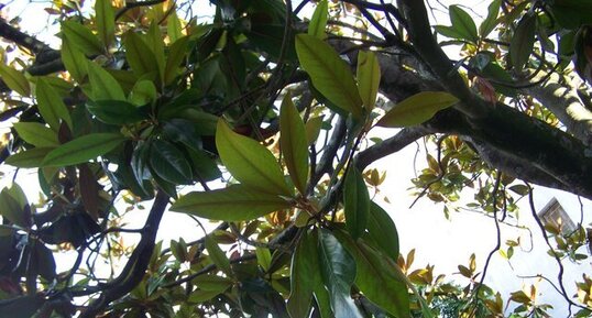 Magnolia grandiflora