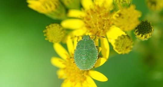 Palomena prasina juv.