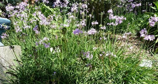 Tulbaghia violacéa