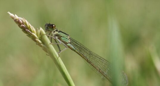 Agrion élégant - femelle