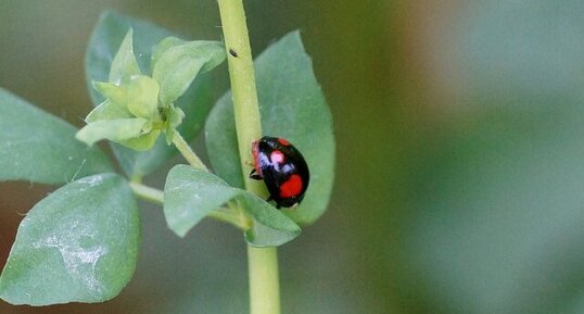 Harmonia axyridis