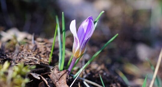 Crocus bigarré