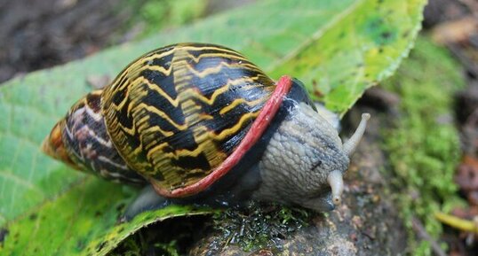 Escargot