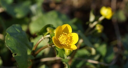 Fleur de Populage des marais