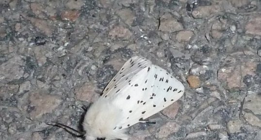 L'écaille tigrée Spilosoma lubricipeda - Noctuelle