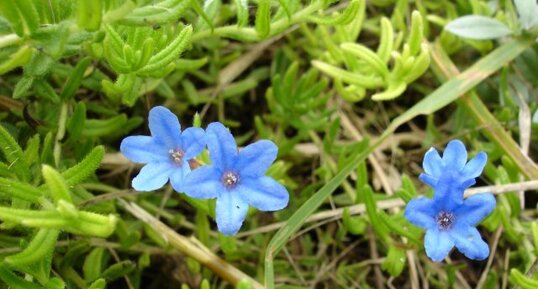 Anchusa non identifiée