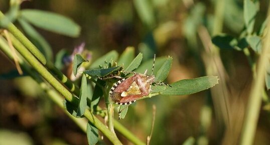 Carpocoris purpureipennis - sous réserve