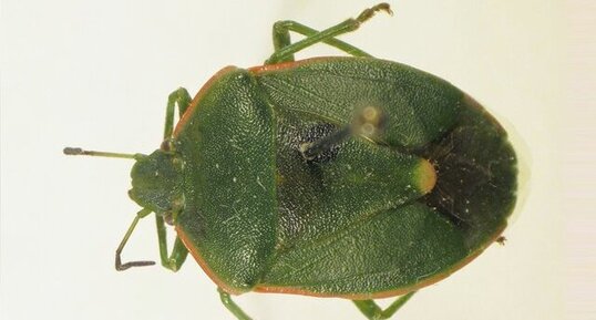 Chlorochroa persimilis