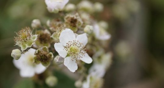 Fleur de roncier commun