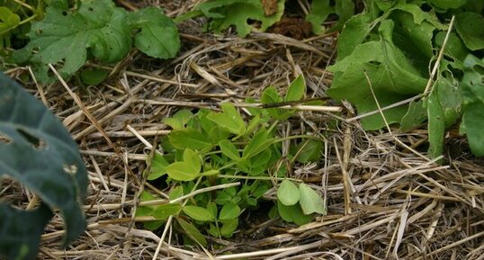 Cacahuet - Arachis hypogaea