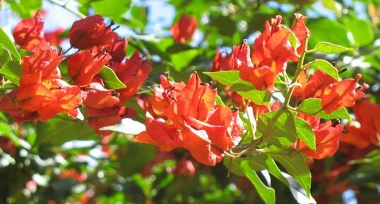 Bougainvillée rouge, Bougainvillea