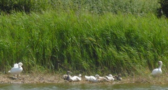 Famille de cygnes tuberculés