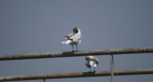 Mouettes rieuses