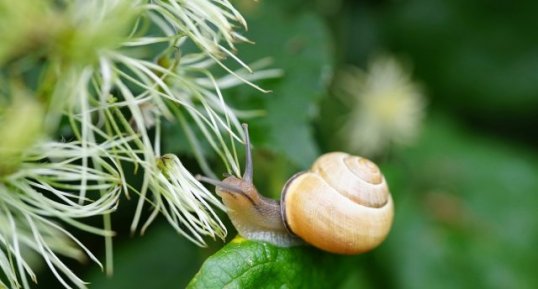 Escargot des haies