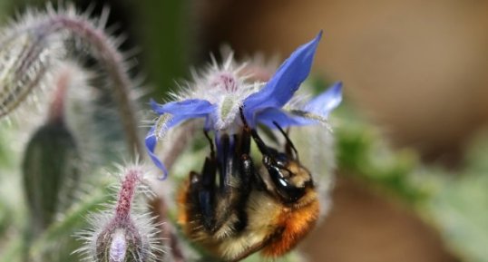 Bourdon des champs