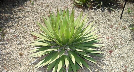 Agave filifera