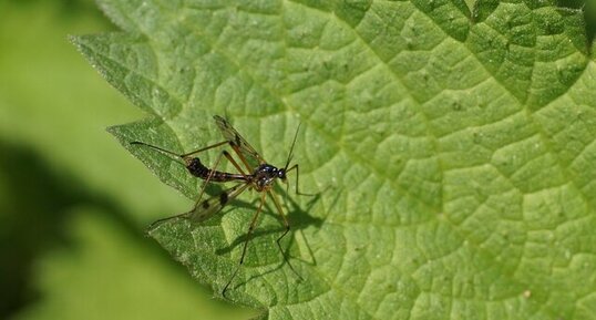 Ptychoptera contaminata