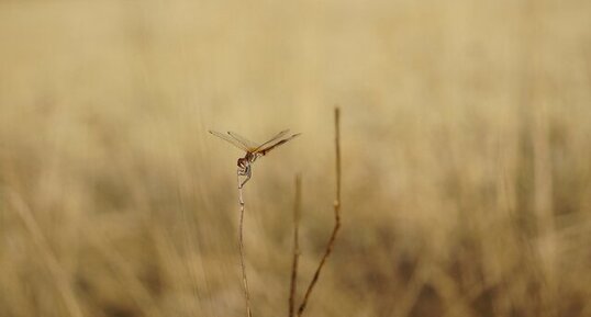 Migartion de Sympetrum de Fonscolombe mâle