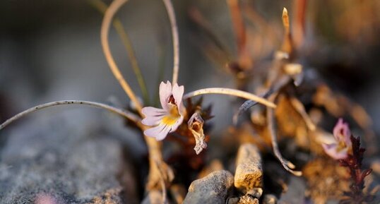 Euphrasia sp.