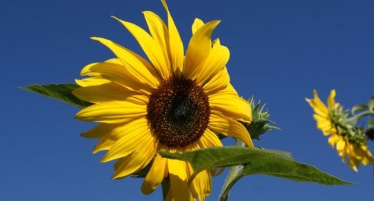 Tournesol