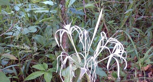 Lys des falaises