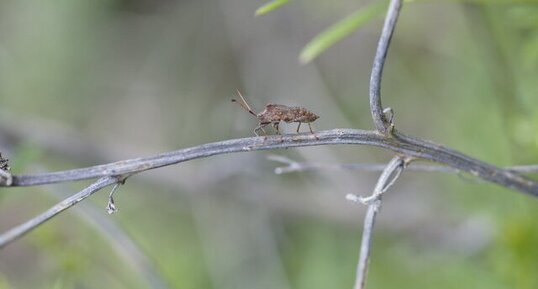 Coreus marginatus